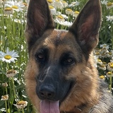 Entry image for Lola