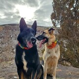 Entry image for Dancer & Piper (alumni Sugar)