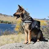 Entry image for SAR Kimber - Alumni