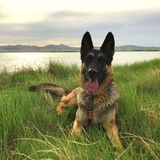 Entry image for Rocco