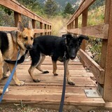 Entry image for Sammie and Henri