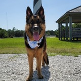 Entry image for Malik