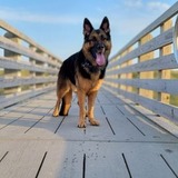 Entry image for Malik