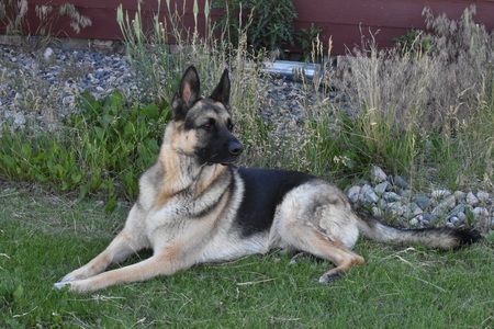 Entry image for Jackson. Clicking this image will show a larger photo