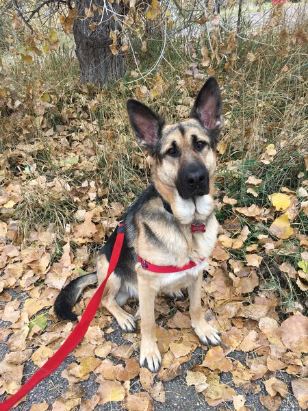 Entry image for Milo. Clicking this image will show a larger photo