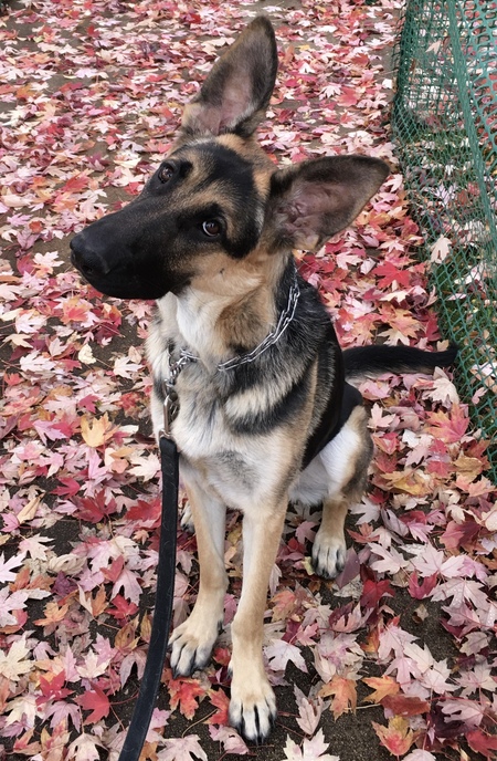 Entry image for Nala (Bala Bing Bong). Clicking this image will show a larger photo