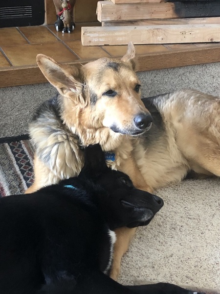 Entry image for Riley and Bodie. Clicking this image will show a larger photo