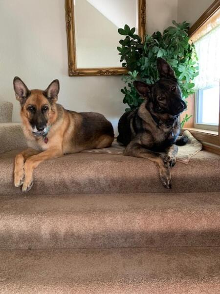 Entry image for Quincee and Belker. Clicking this image will show a larger photo