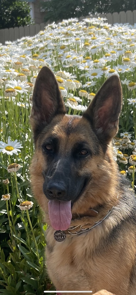 Entry image for Lola. Clicking this image will show a larger photo