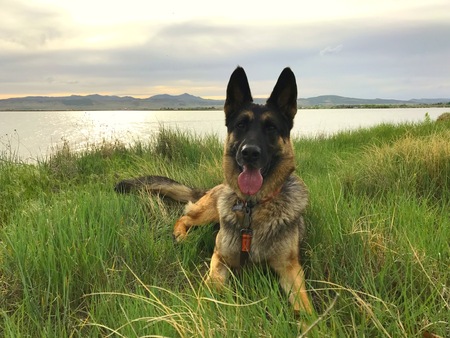 Entry image for Rocco. Clicking this image will show a larger photo