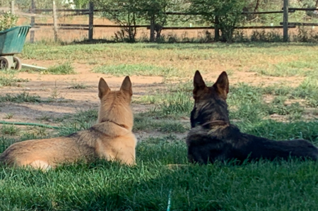 Entry image for Aiko and Killian. Clicking this image will show a larger photo