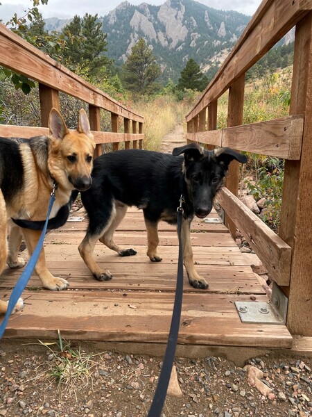 Entry image for Sammie and Henri. Clicking this image will show a larger photo