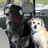 Entry image for Tayla & Spike