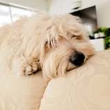 Entry image for Dougal