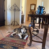 Entry image for Hachi Shadow