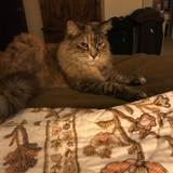 Entry image for Maggie