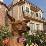 Entry image for Lucy