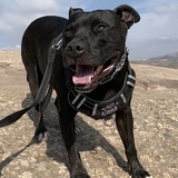 Entry image for Rocky