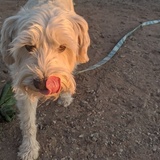 Entry image for Sammy