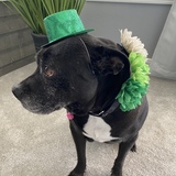 Entry image for Lucky