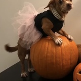 Entry image for Bobo