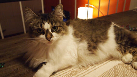 Entry image for Smudge. Clicking this image will show a larger photo