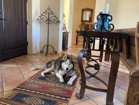 Entry image for Hachi Shadow. Clicking this image will show a larger photo