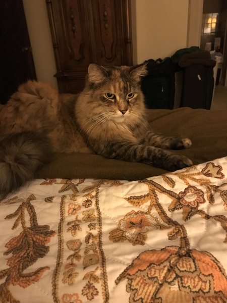 Entry image for Maggie. Clicking this image will show a larger photo