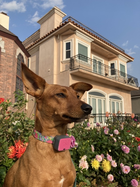 Entry image for Lucy. Clicking this image will show a larger photo