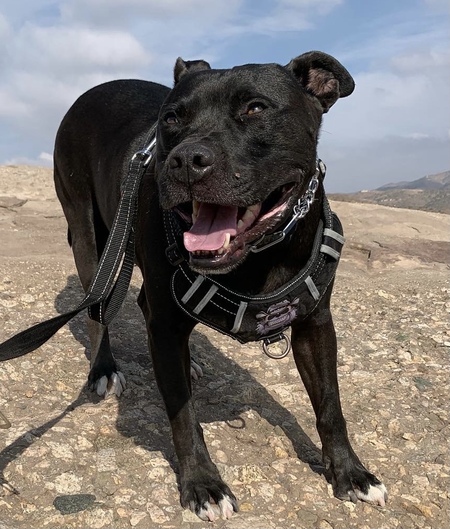 Entry image for Rocky. Clicking this image will show a larger photo