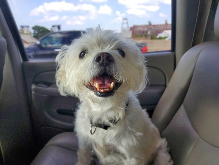 Entry image for Finley. Clicking this image will show a larger photo
