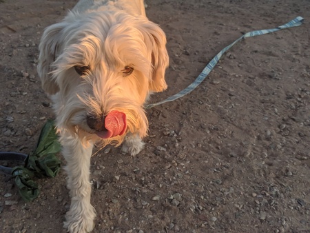 Entry image for Sammy. Clicking this image will show a larger photo