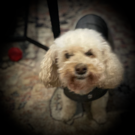 Entry image for Bella. Clicking this image will show a larger photo