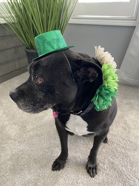 Entry image for Lucky. Clicking this image will show a larger photo