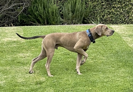 Entry image for Duke. Clicking this image will show a larger photo