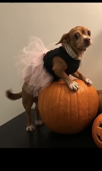 Entry image for Bobo. Clicking this image will show a larger photo