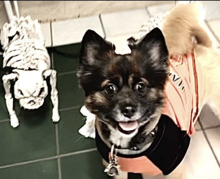 Chewy 