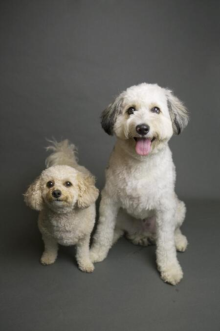 Bella and Romeo