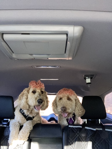 Taffy and Clifford