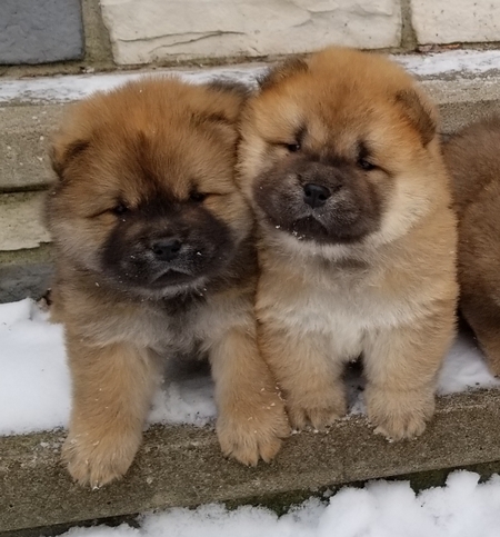 Snow Pups