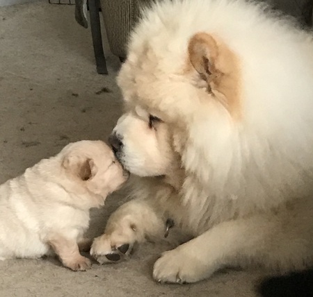 CH. Charmar white lighter, aka teddy and his daughter Midge