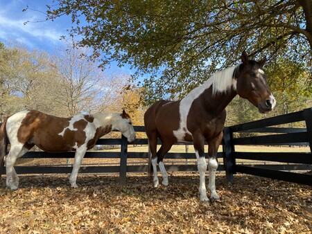 Trigger & Ombre