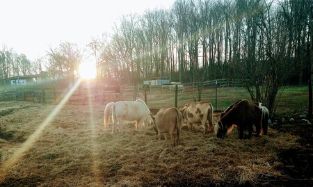 The Minis
