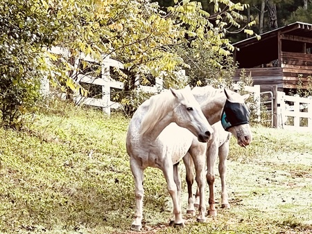 Silver. And Poppy