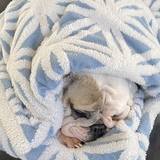 Entry image for Bean