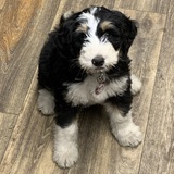 Entry image for Rosie