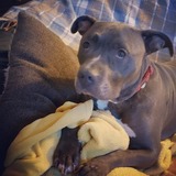 Entry image for Rocky