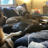 Entry image for cooper, Piper, bear and Bruno 