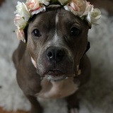 Entry image for Tinkerbell