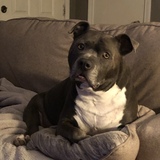 Entry image for Crixus 